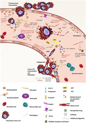 Pancreatic Cancer and Platelets Crosstalk: A Potential Biomarker and Target